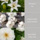 Cotton blossom fragrance oil